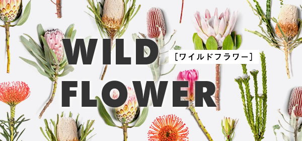 ワイルドフラワー