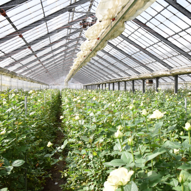 【1/3届】神生バラ３種ミックス 70cm（スタンダード2種+スプレー１種）30本