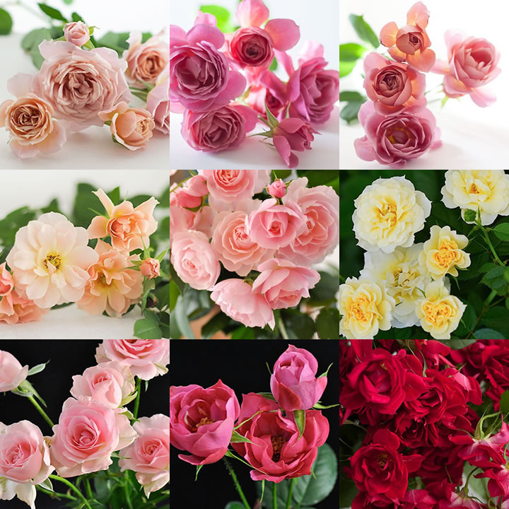 【1/3届】ローズファームケイジ スプレーMIX 30本　40cm-50cm