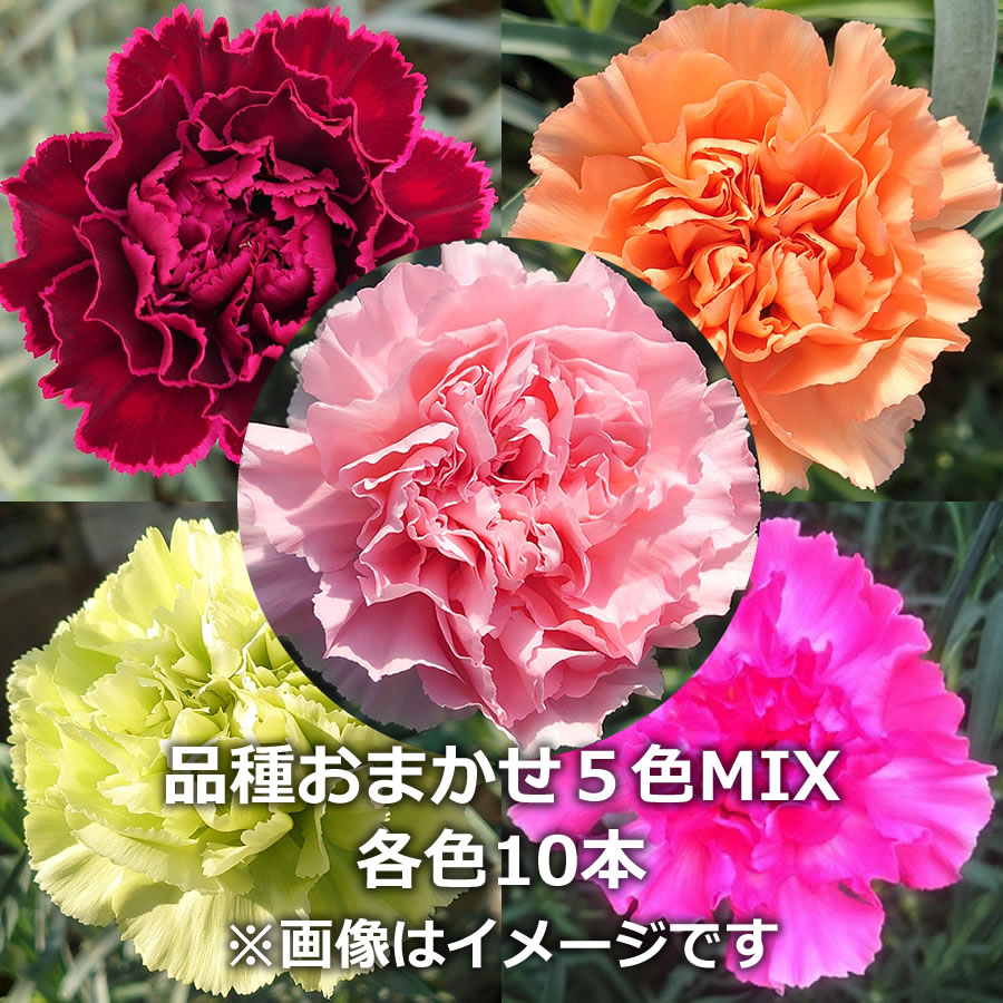 【12/31届】青木グループ カーネーション ５色MIX 50本