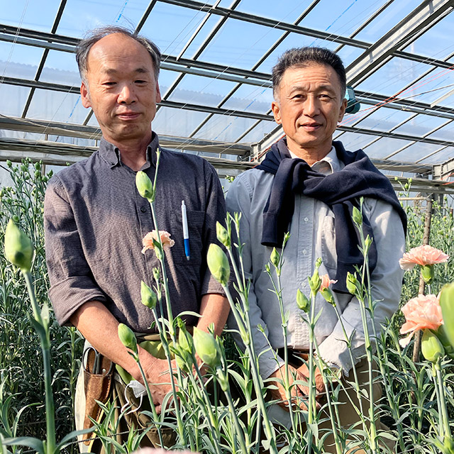 【1/2届】青木グループ カーネーション ５色MIX 50本