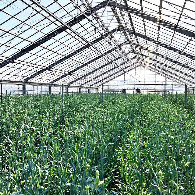 【1/2届】青木グループ カーネーション ５色MIX 50本