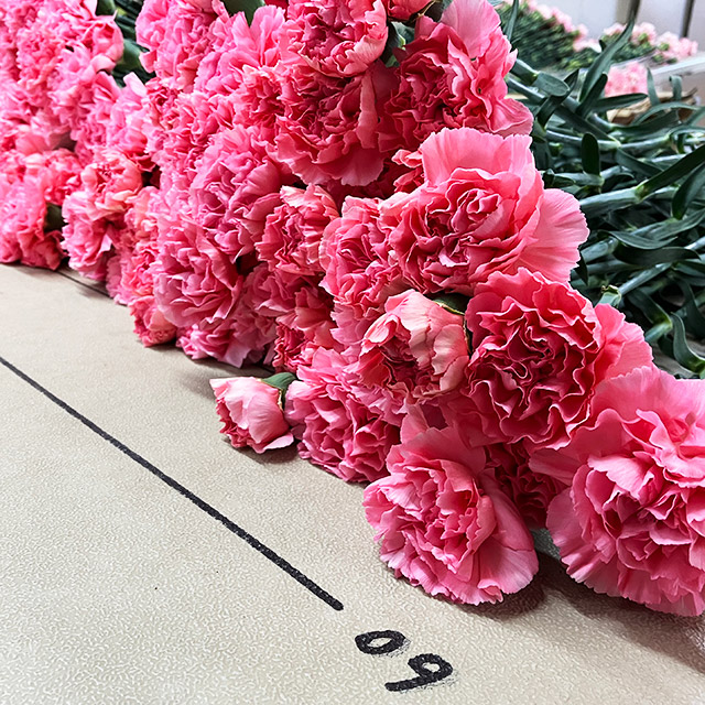 【1/2届】青木グループ カーネーション ５色MIX 50本