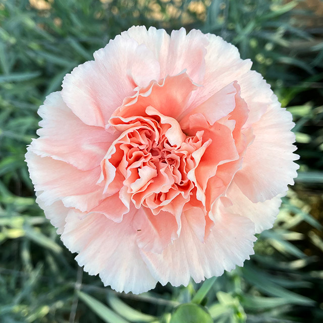 【1/2届】青木グループ カーネーション ５色MIX 50本