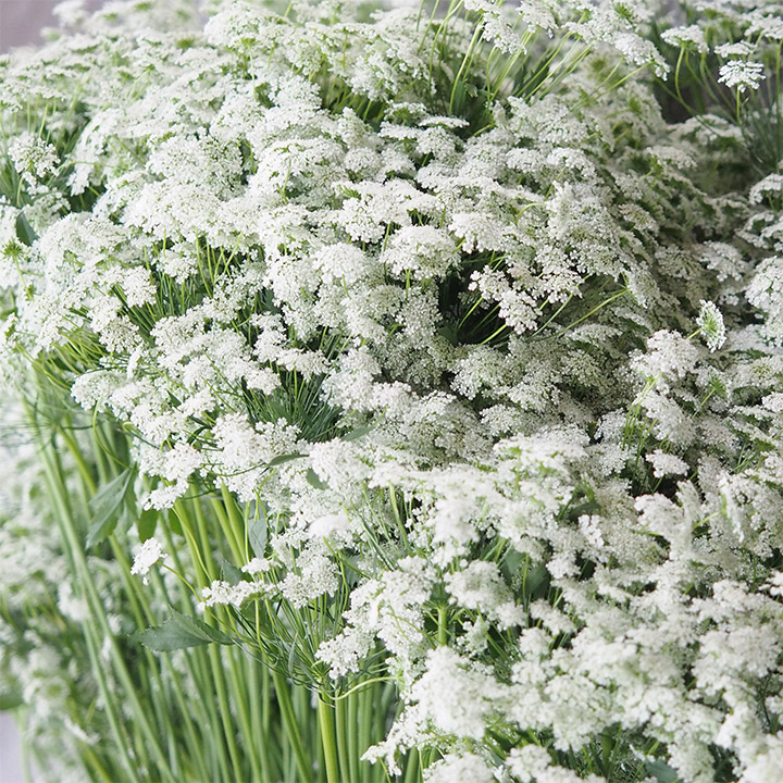 【12/31届】折原園芸 ホワイトレースフラワー 50本