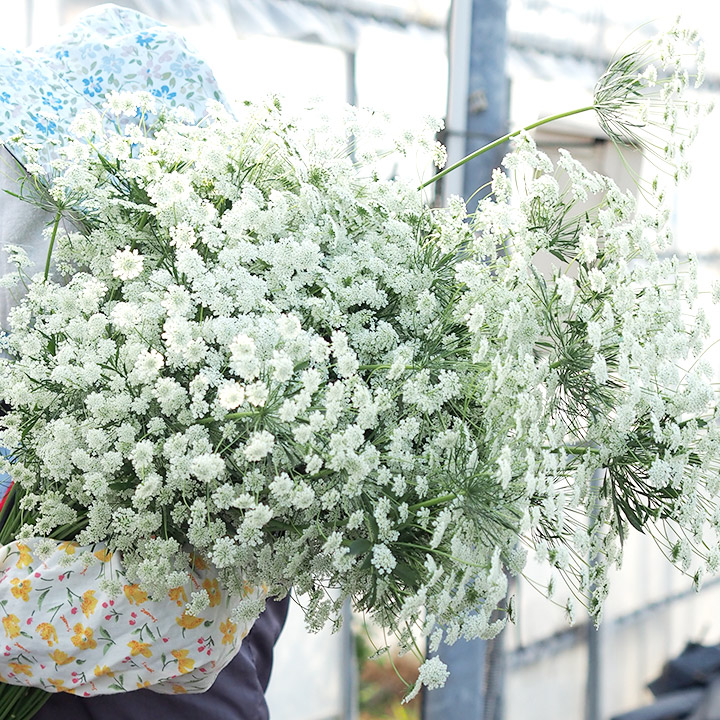 【12/31届】折原園芸 ホワイトレースフラワー 50本