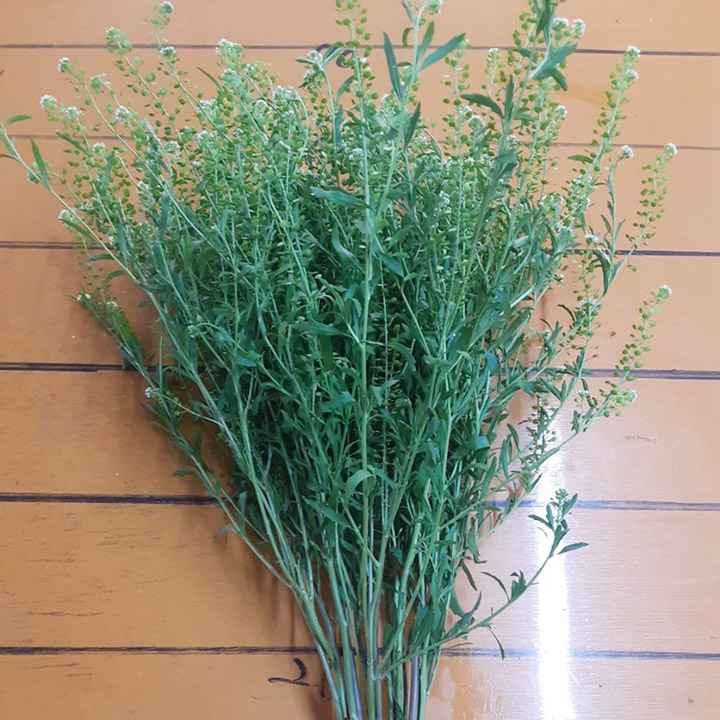 【12/31届】折原園芸 タラスピオファリム 50本