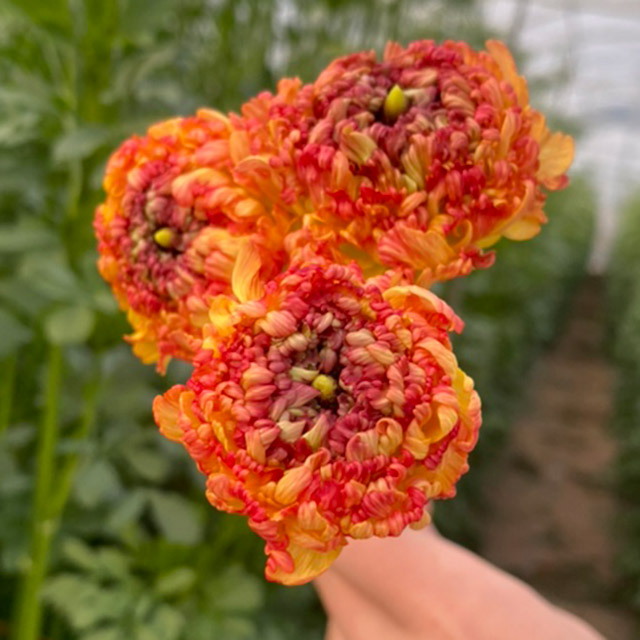 【12/31届】 青木園芸 ラナンキュラス３MIX 30本