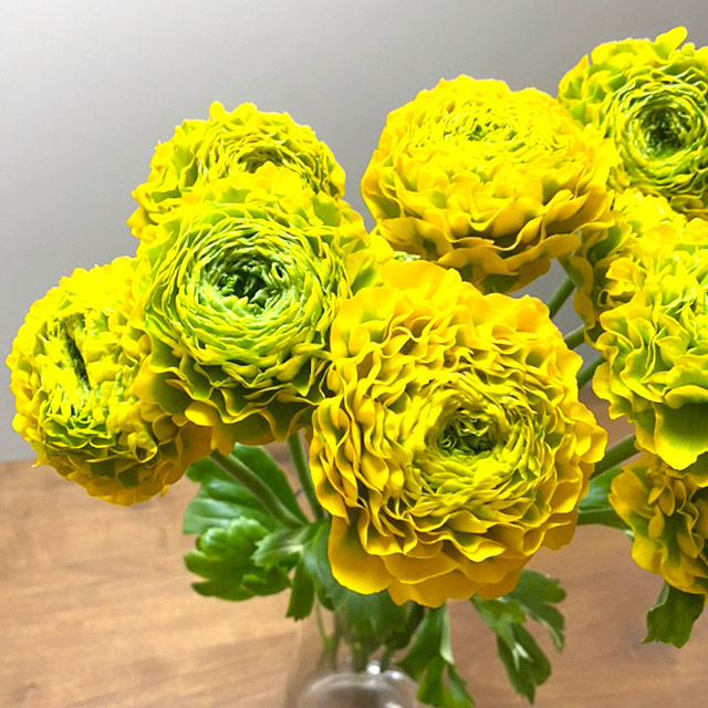 【12/31届】 青木園芸 ラナンキュラス３MIX 30本