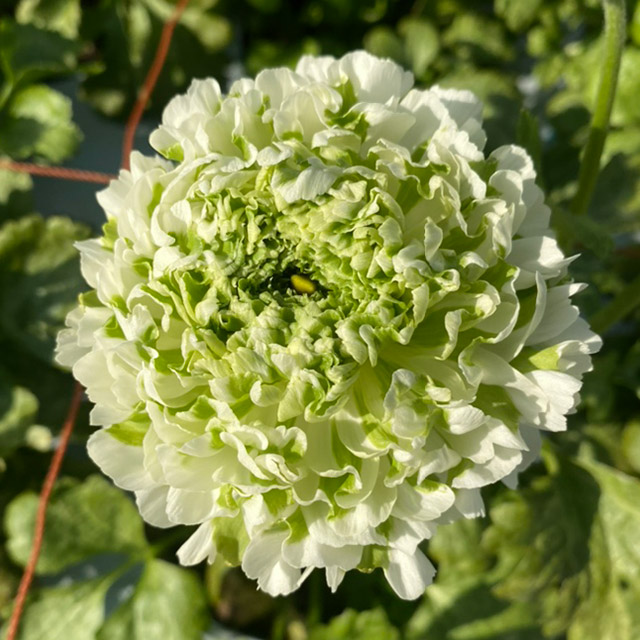 【1/2届】 青木園芸 ラナンキュラス３MIX 30本