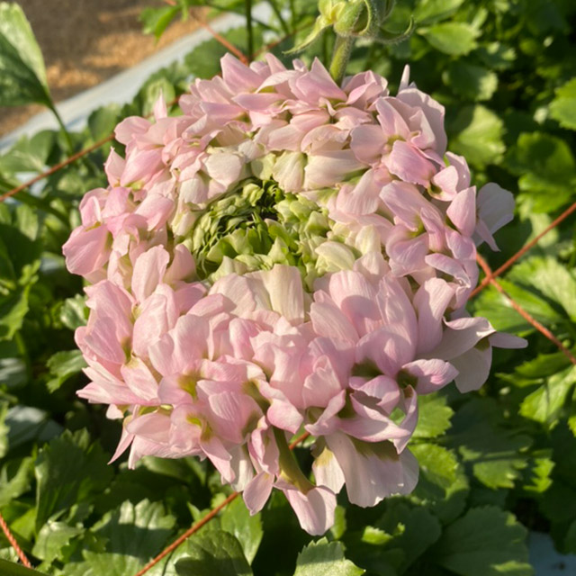 【1/2届】 青木園芸 ラナンキュラス３MIX 30本