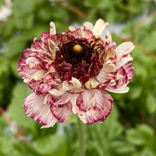 【1/2届】 青木園芸 ラナンキュラス３MIX 30本