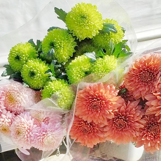 【1/1届】杉江志信 菊 おすすめマムMIX  2L 30本【品種おまかせ】