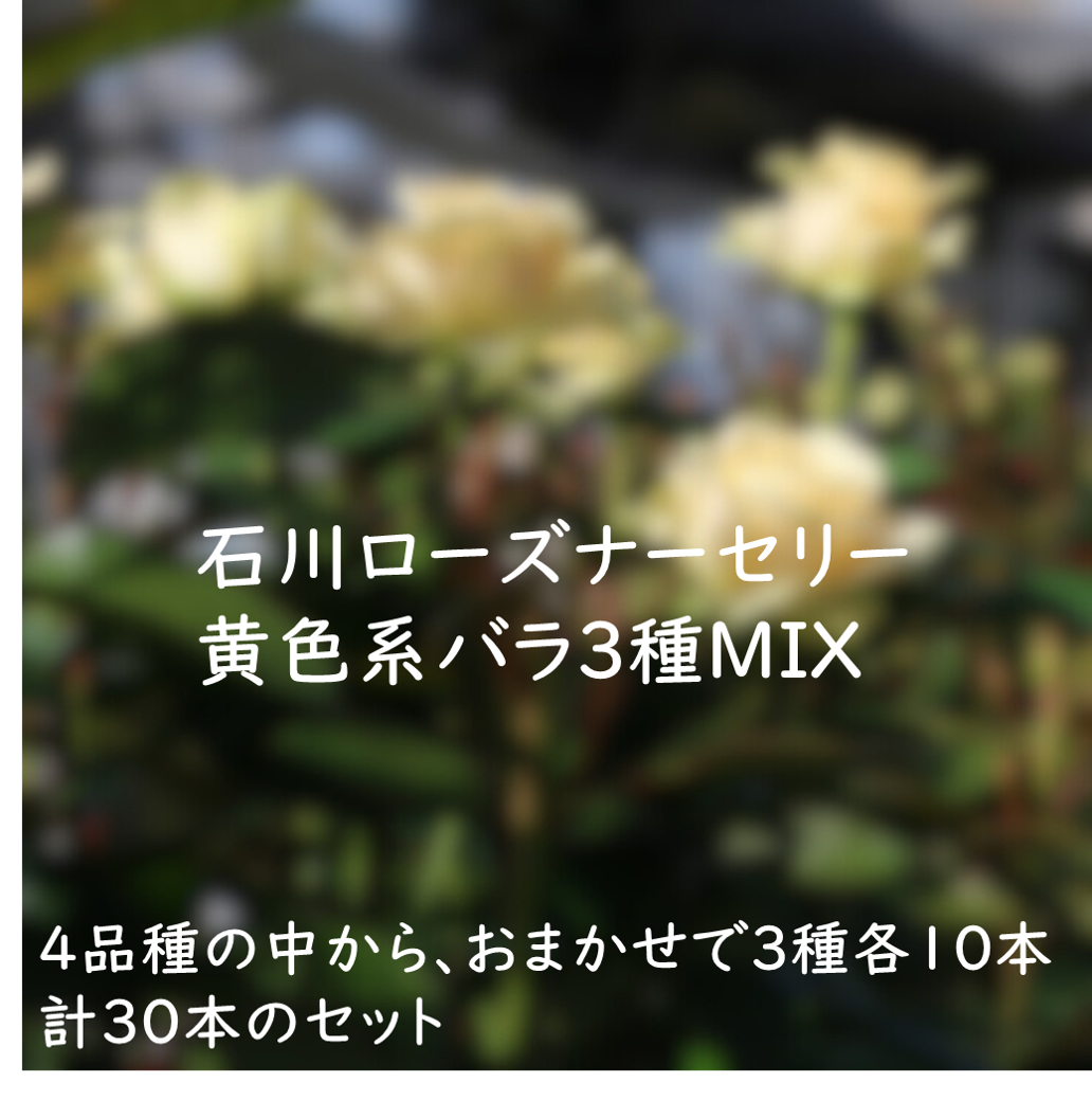 【12/31届】石川ローズナーセリー(ローズマート出荷組合）黄色系バラ3MIX 60cm 30本