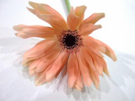 【1/2届】トキヤガーベラ パスティーニＭＩＸ 40本