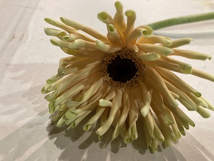 【1/3届】トキヤガーベラ パスティーニＭＩＸ 40本