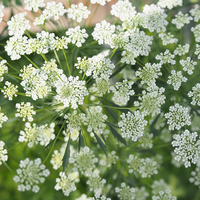 【1/1届】 青木園芸セット　30cm-60cm(ホワイトレース/ゼラニウム/ラナン各10本+スカビ2種各10本の計50本)