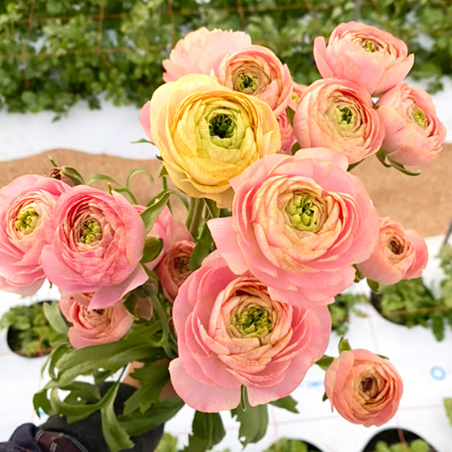 【1/2届】 青木園芸セット　30cm-60cm(ホワイトレース/ゼラニウム/ラナン各10本+スカビ2種各10本の計50本)