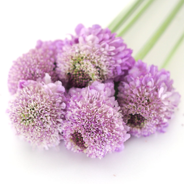 【1/2届】 青木園芸セット　30cm-60cm(ホワイトレース/ゼラニウム/ラナン各10本+スカビ2種各10本の計50本)