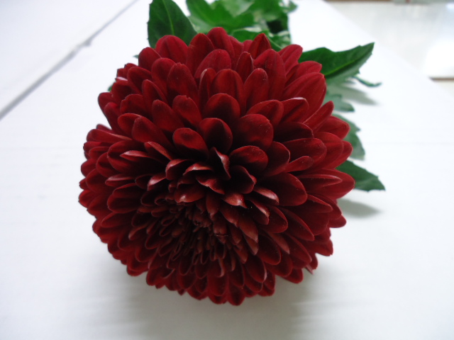 【1/1届】杉江志信 菊 マグナ  2L 30本