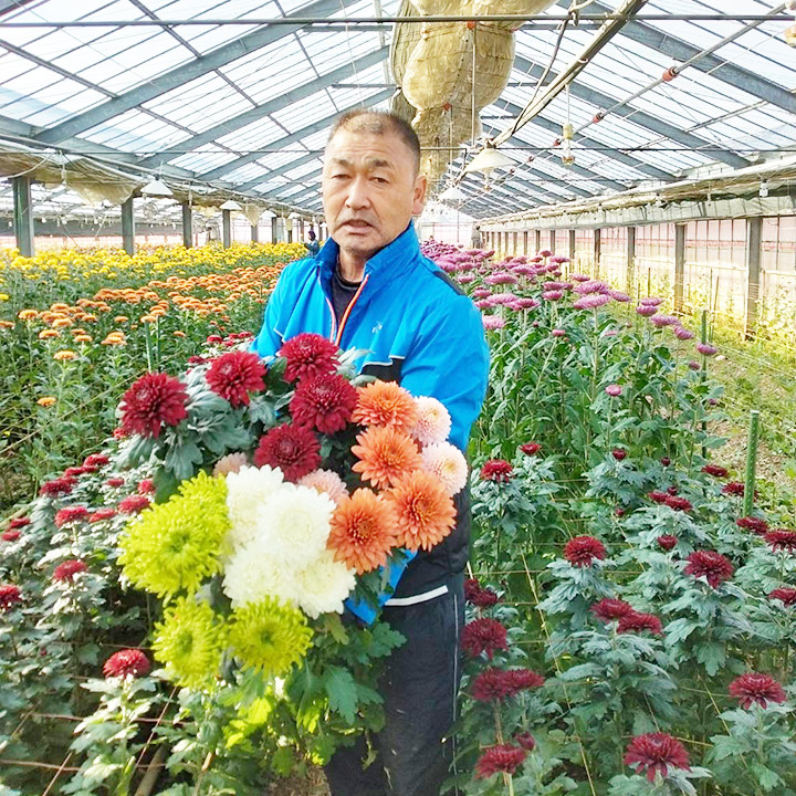 【1/1届】杉江志信 菊 おすすめマムMIX  2L 30本【品種おまかせ】