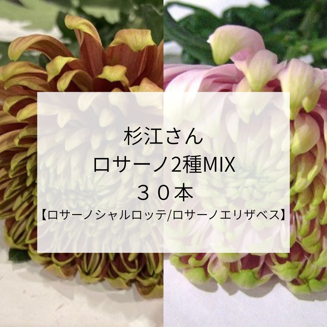 【1/1届】杉江志信 菊 ロサーノ2種MIX  2L 30本(ロサーノシャルロッテ/ロサーノエリザベス)