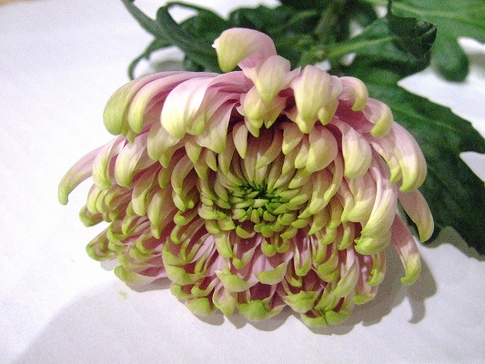 【1/1届】杉江志信 菊 ロサーノ2種MIX  2L 30本(ロサーノシャルロッテ/ロサーノエリザベス)