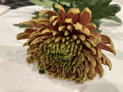 【12/31届】杉江志信 菊 ロサーノ2種MIX  2L 30本(ロサーノシャルロッテ/ロサーノエリザベス)