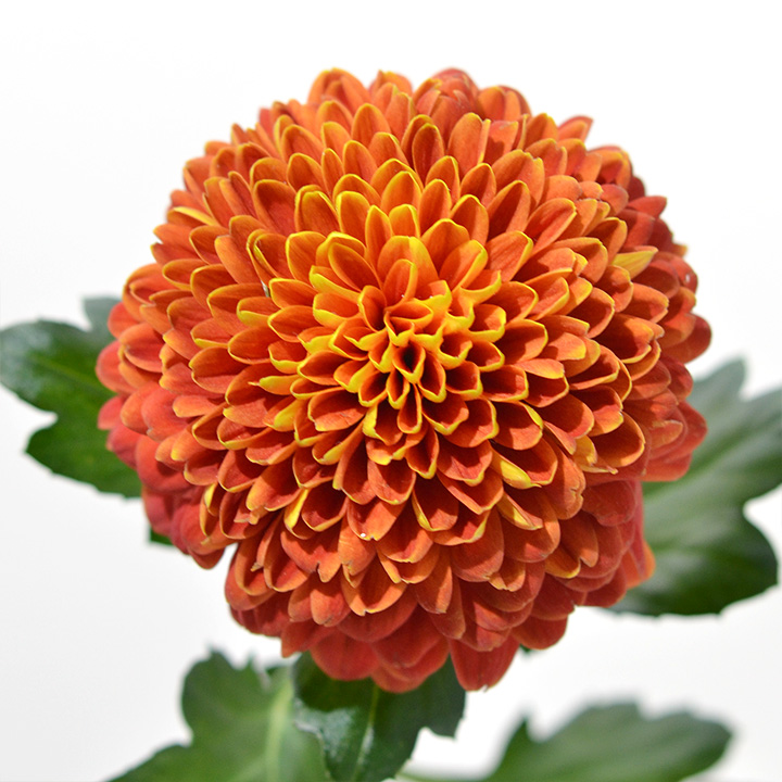 【1/1届】杉江志信 菊 トロピカーナ  2L 30本