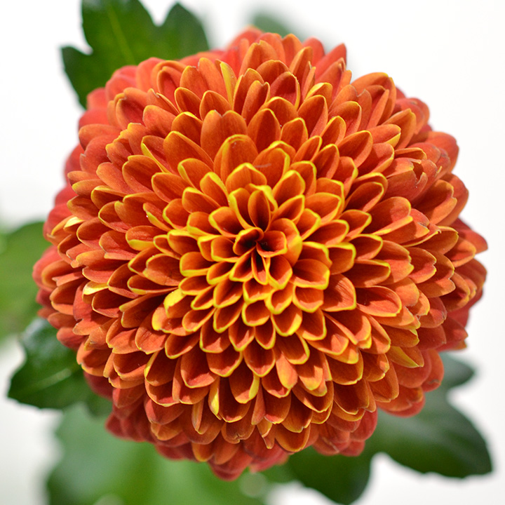 【1/1届】杉江志信 菊 トロピカーナ  2L 30本