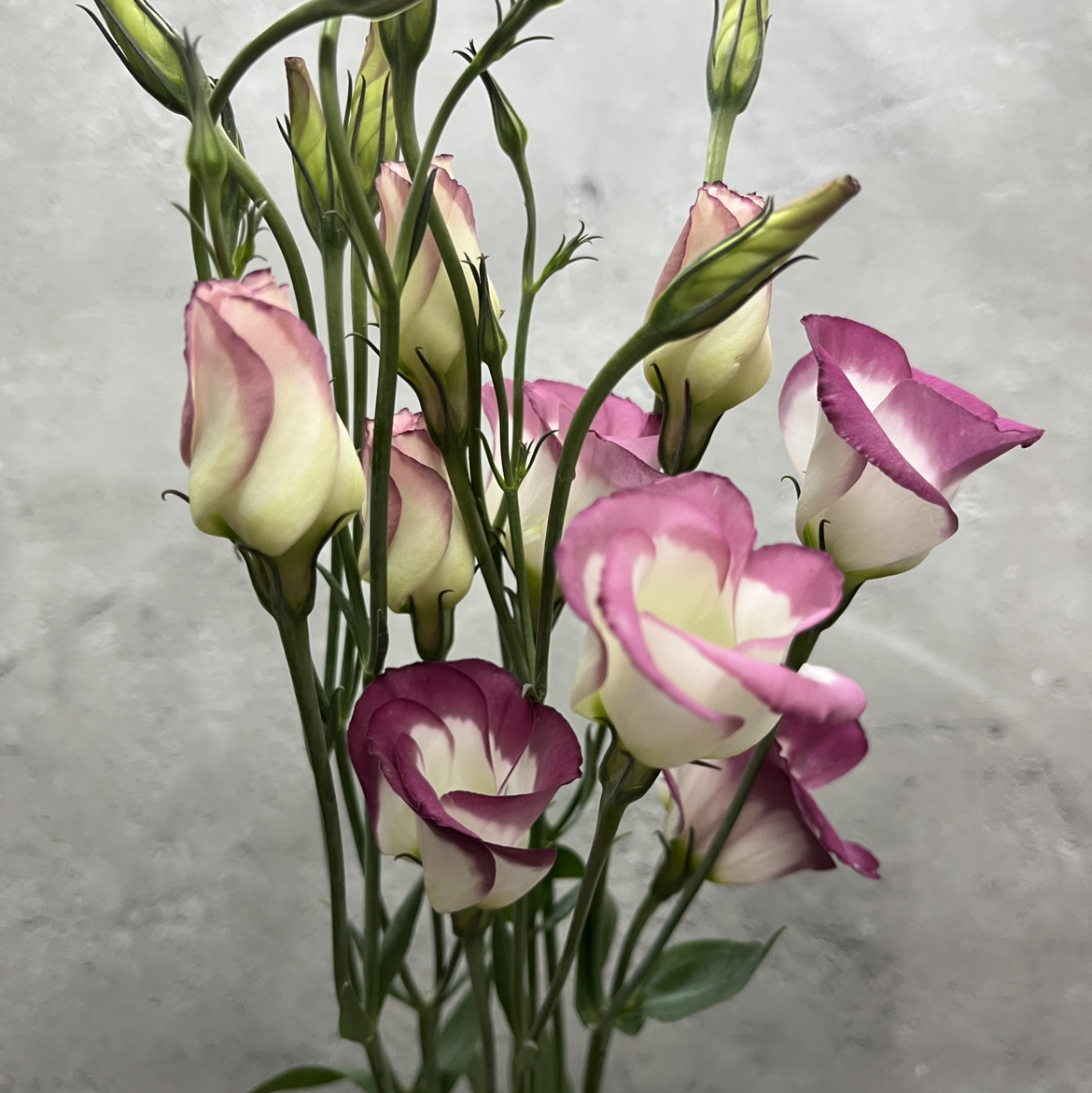 リシアンサス | ハナノヒmarket｜旬のお花を市場や生産者さんから宅配