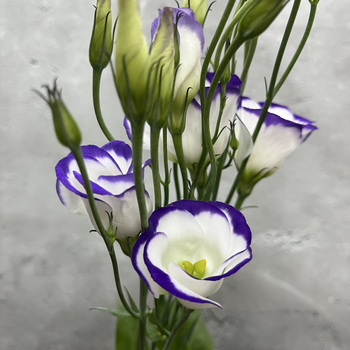 リシアンサス | ハナノヒmarket｜旬のお花を市場や生産者さんから宅配