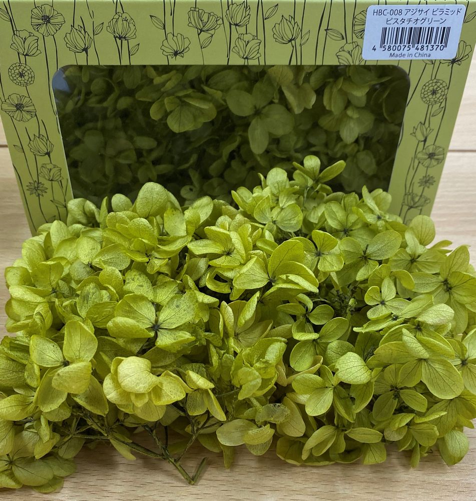 ピラミッドアジサイ　ピスタチオグリーン