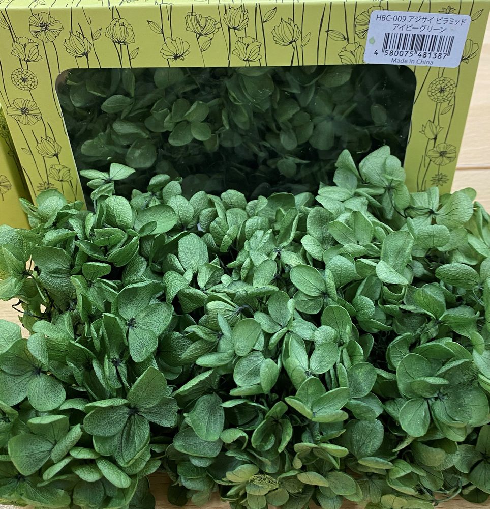 ピラミッドアジサイ　アイビーグリーン