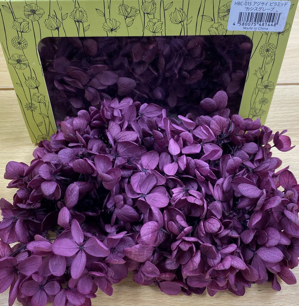 ピラミッドアジサイ　カシスグレープ