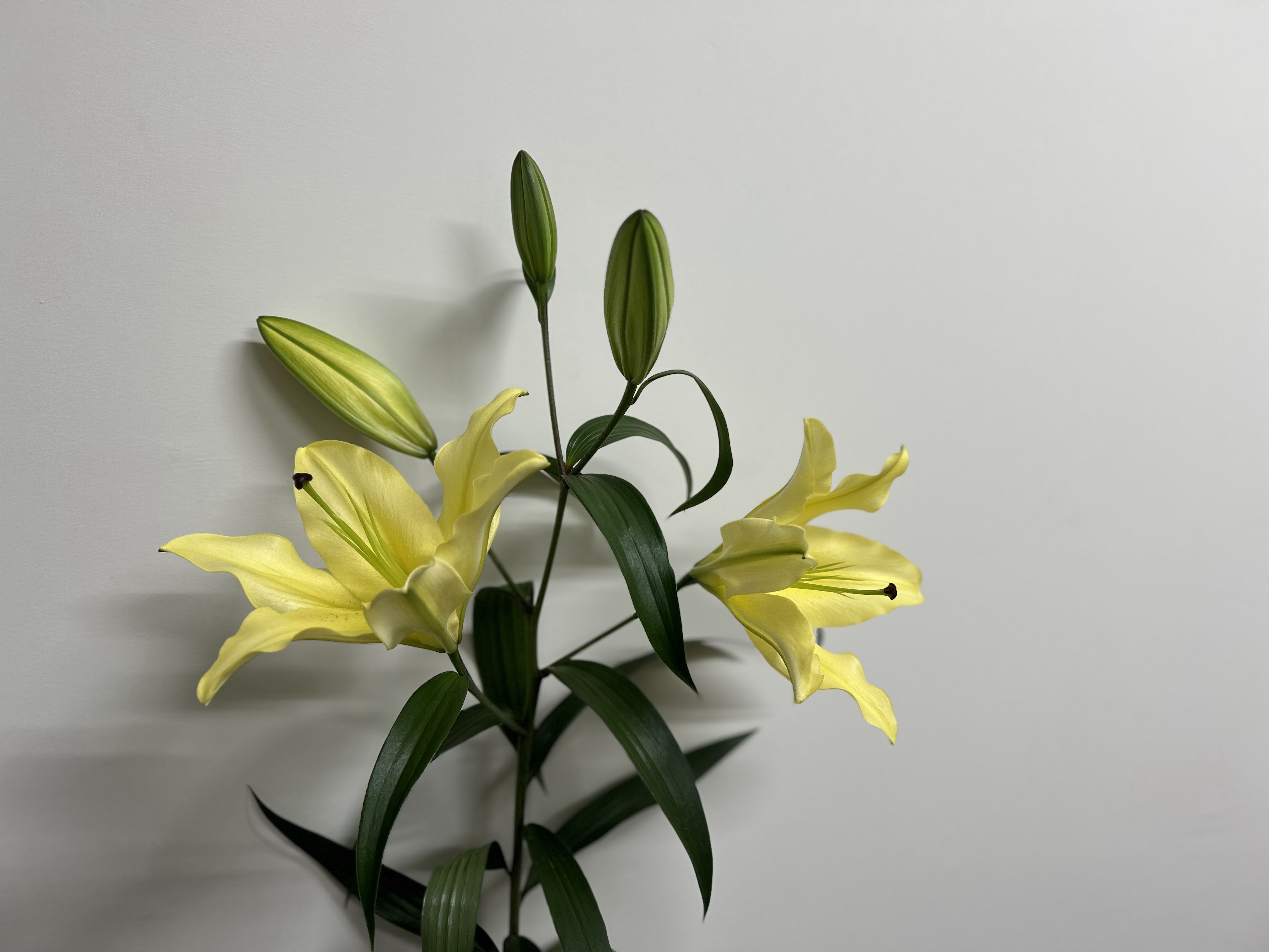 バイネロン　ユリ