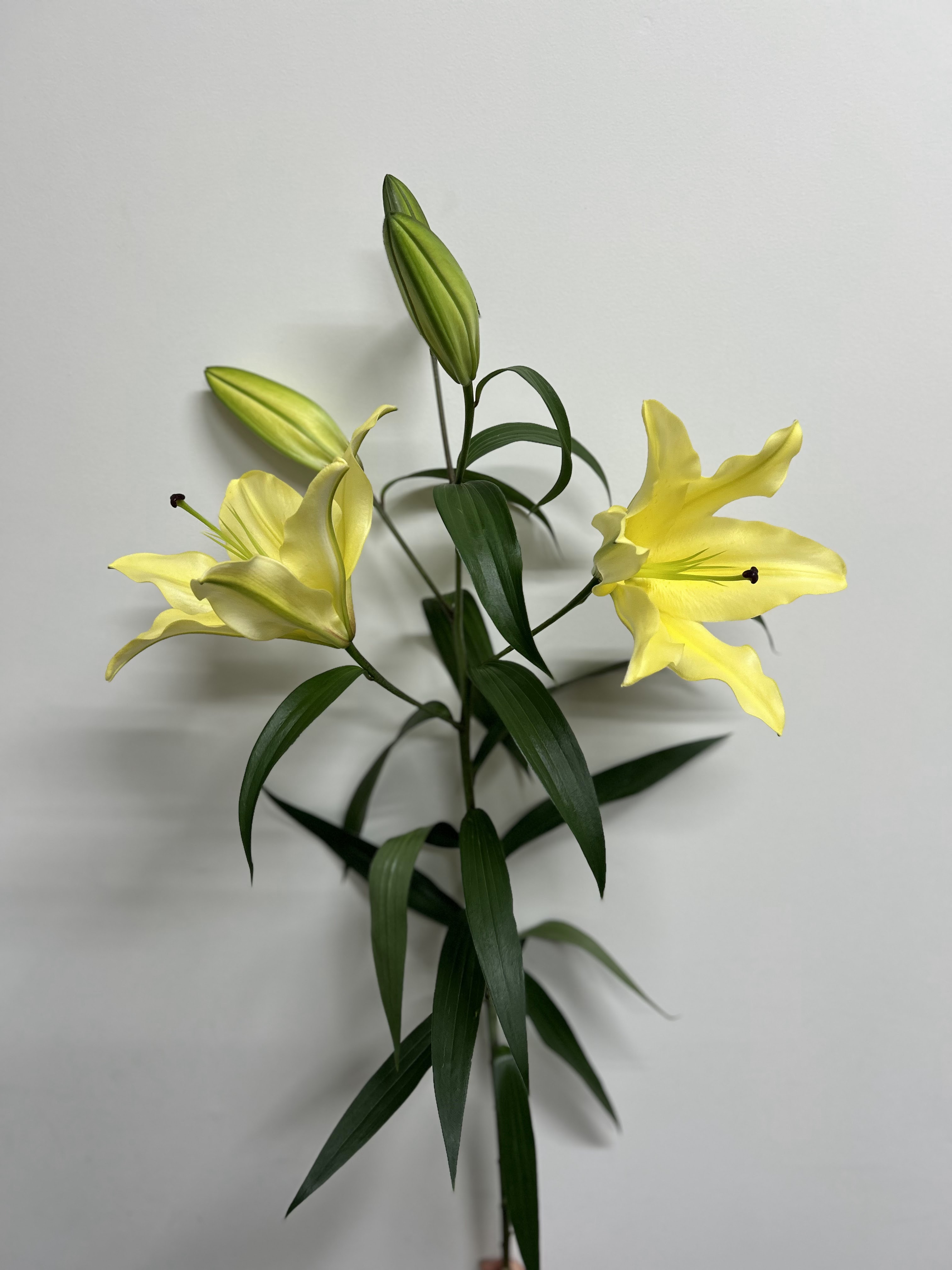 バイネロン　ユリ