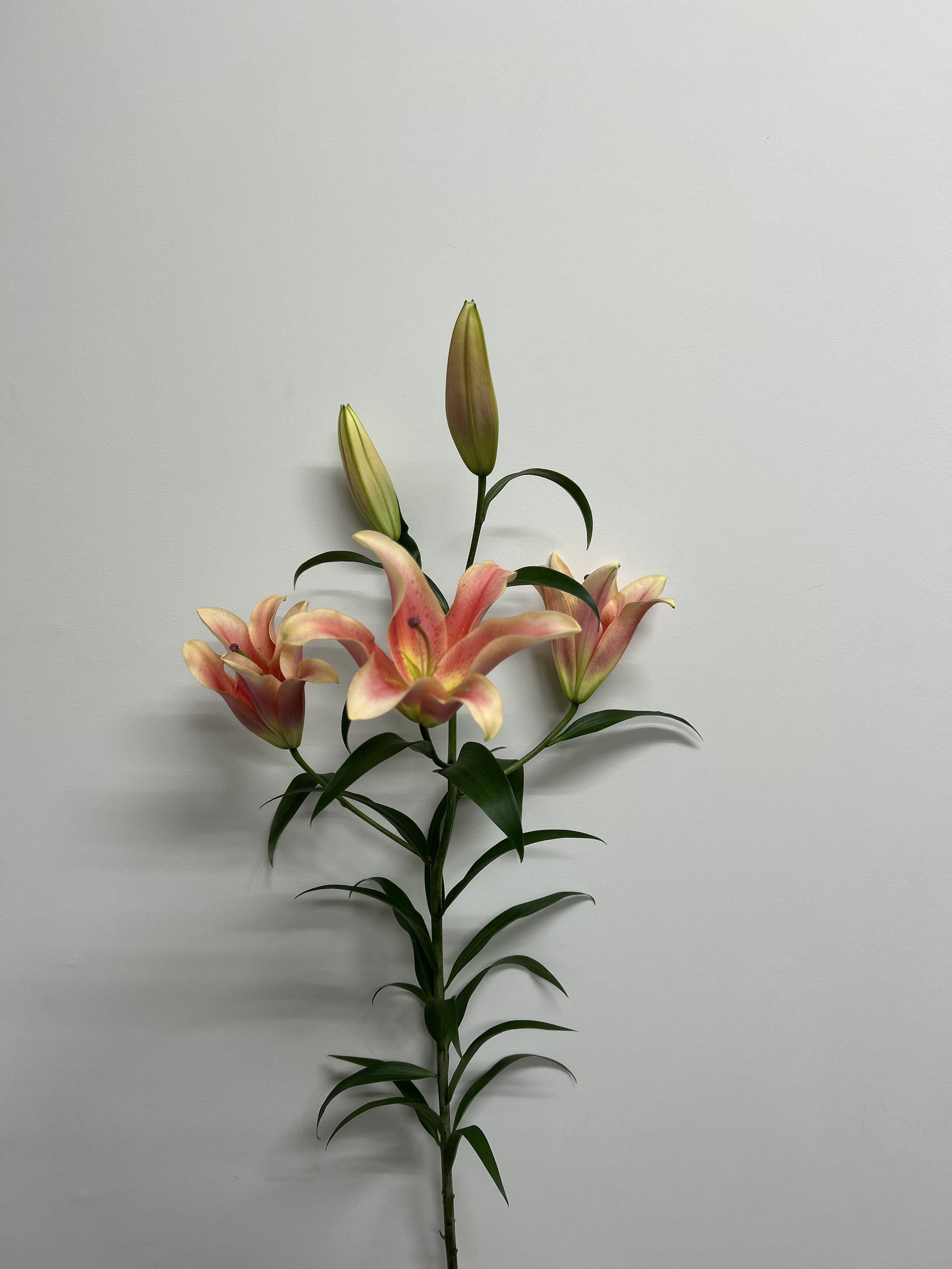 ゼルミラ　ユリ