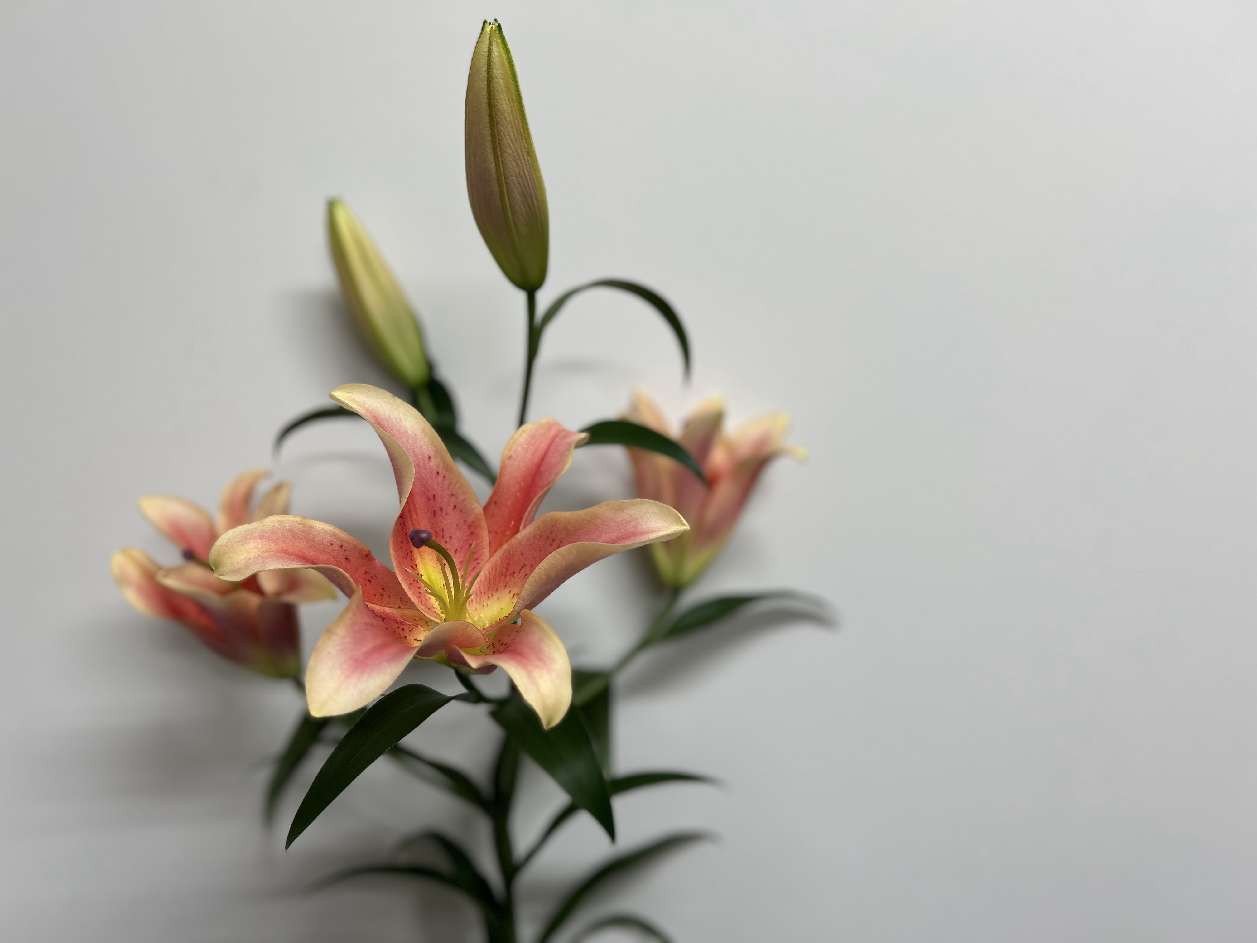 ゼルミラ　ユリ