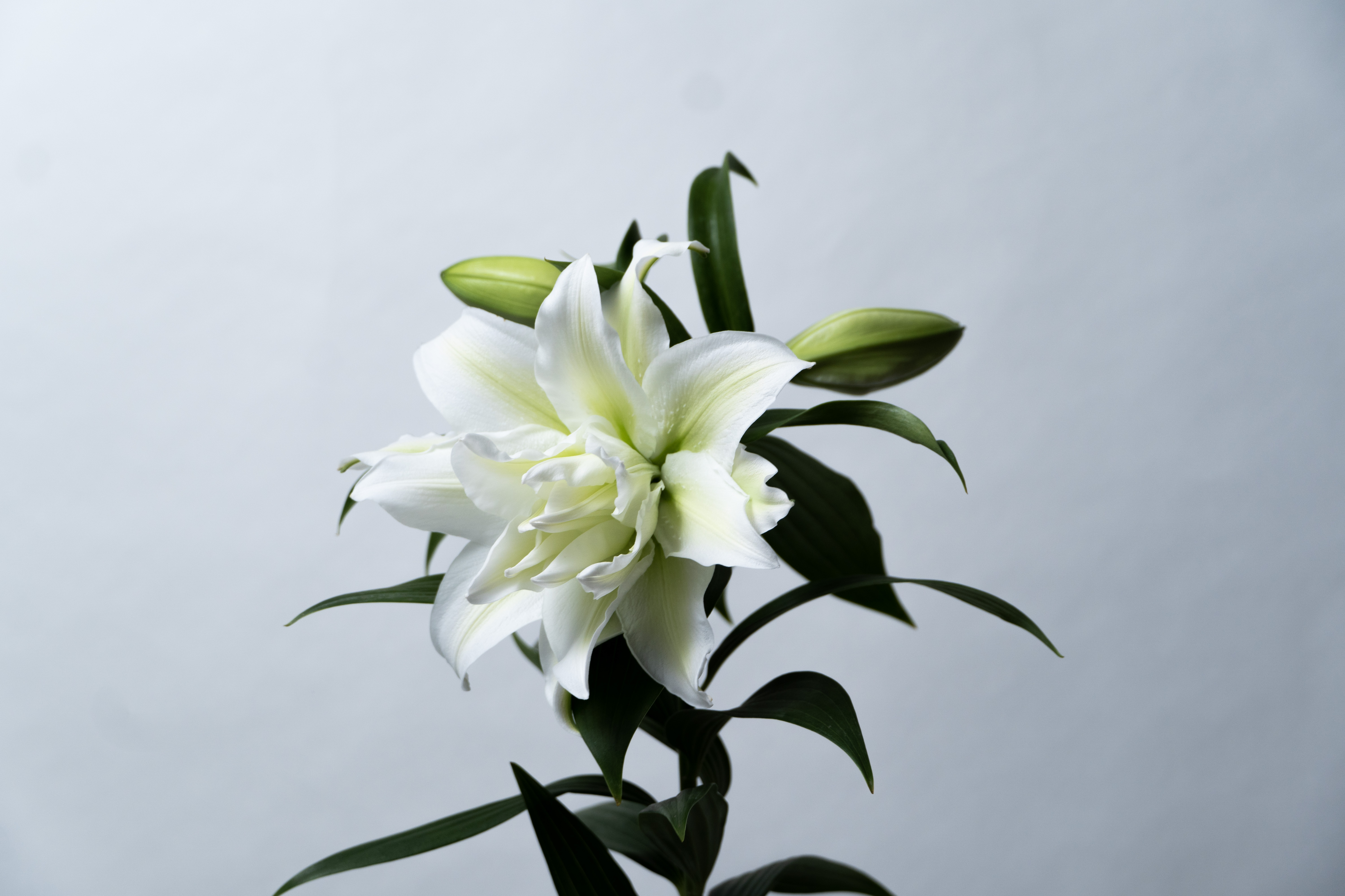 アイシャ　ユリ