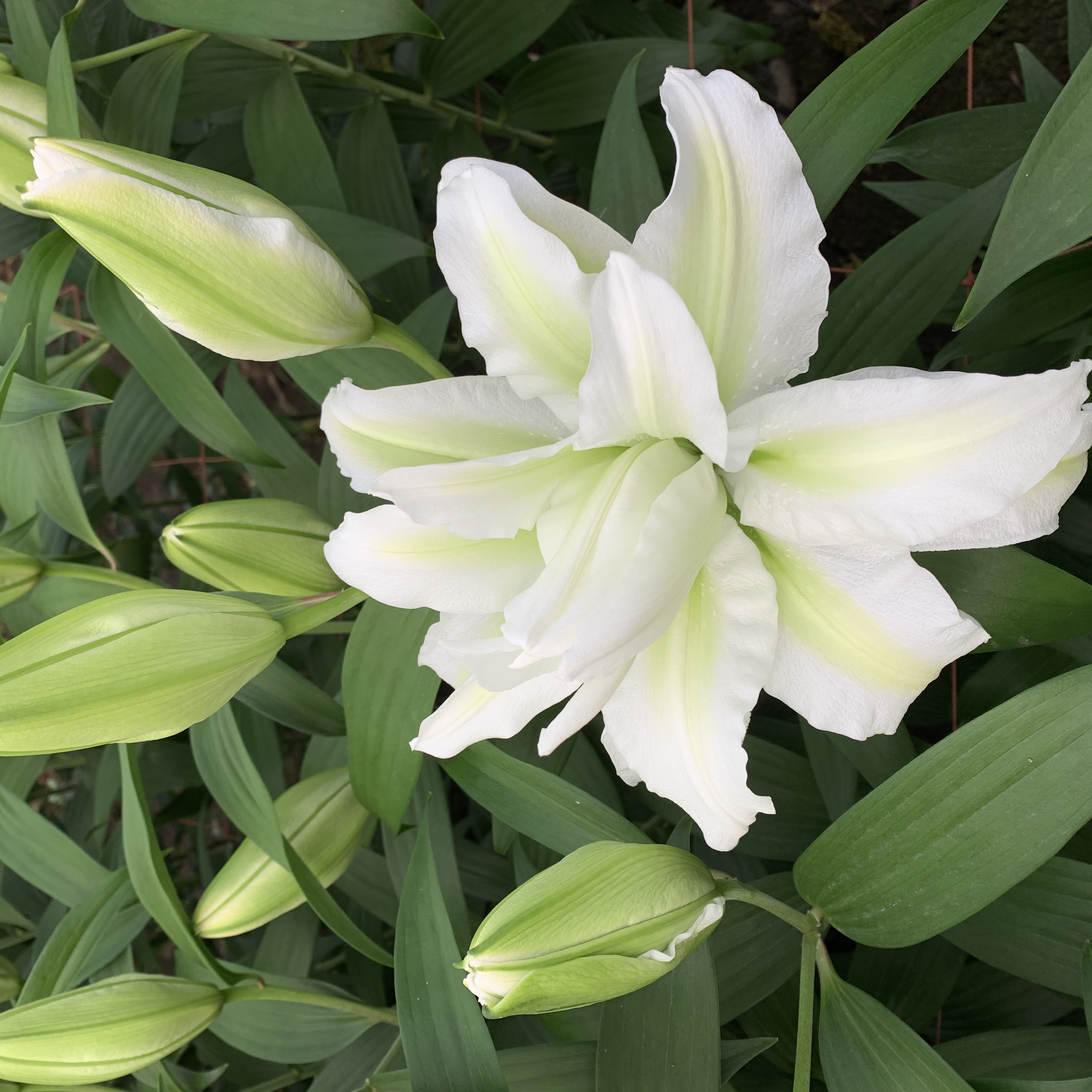 アイシャ　ユリ