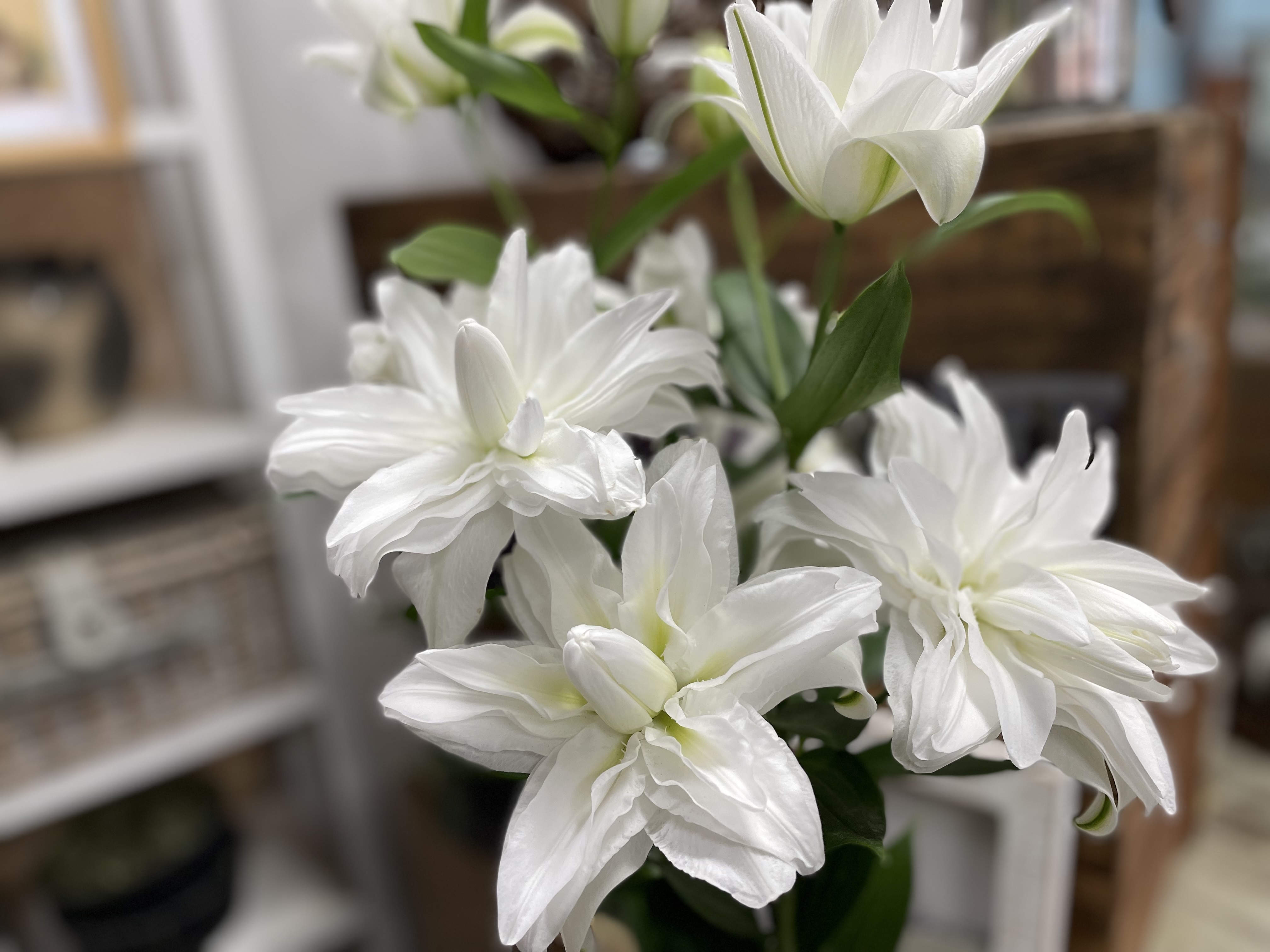 シャルドネ　ユリ