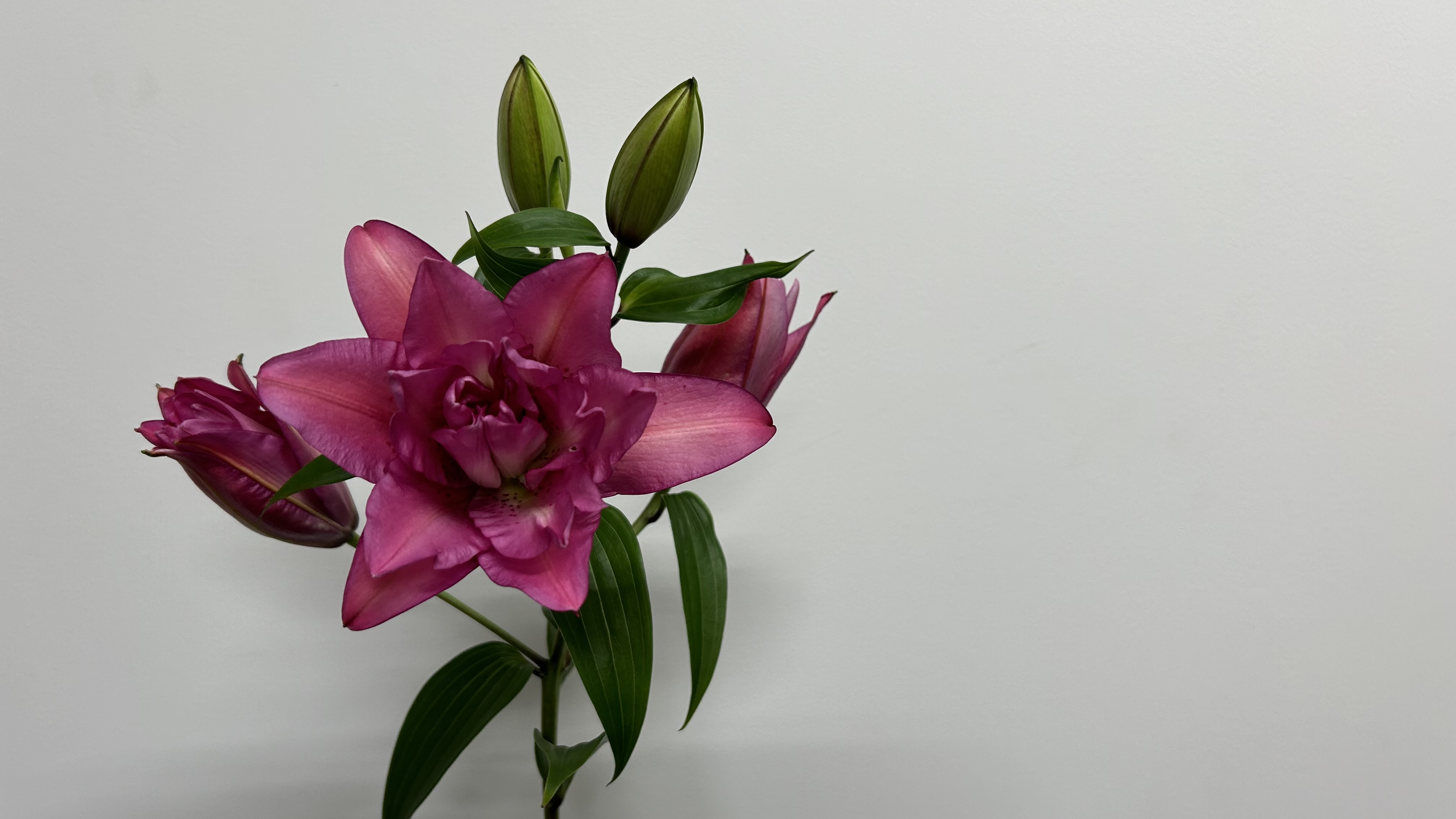 フロレッタ　ユリ