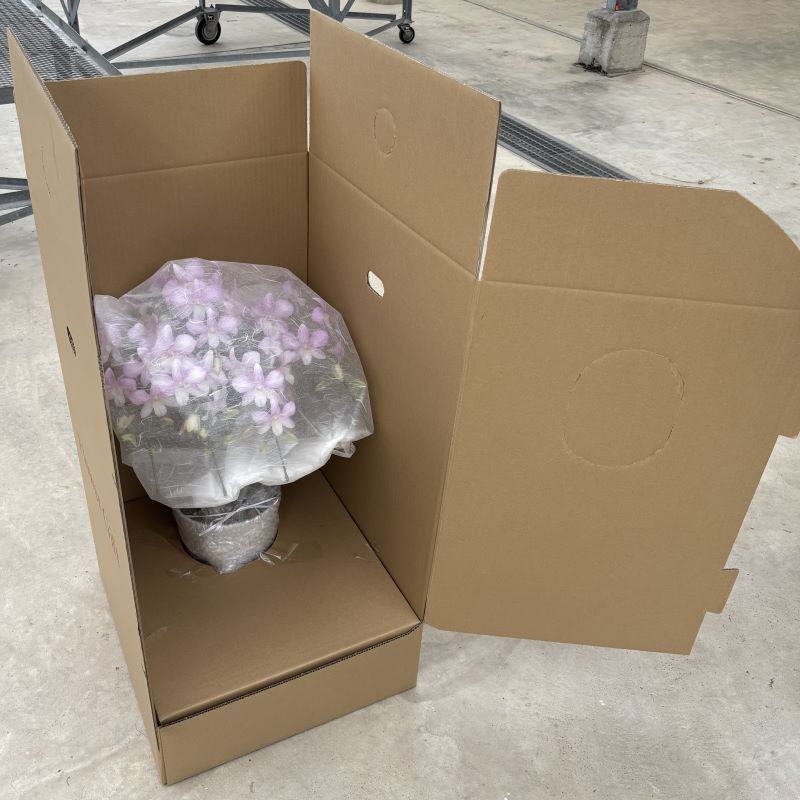 デンファレ（洋蘭）3本立　鉢物　濃いピンク系　☆品種おまかせ　※離島不可