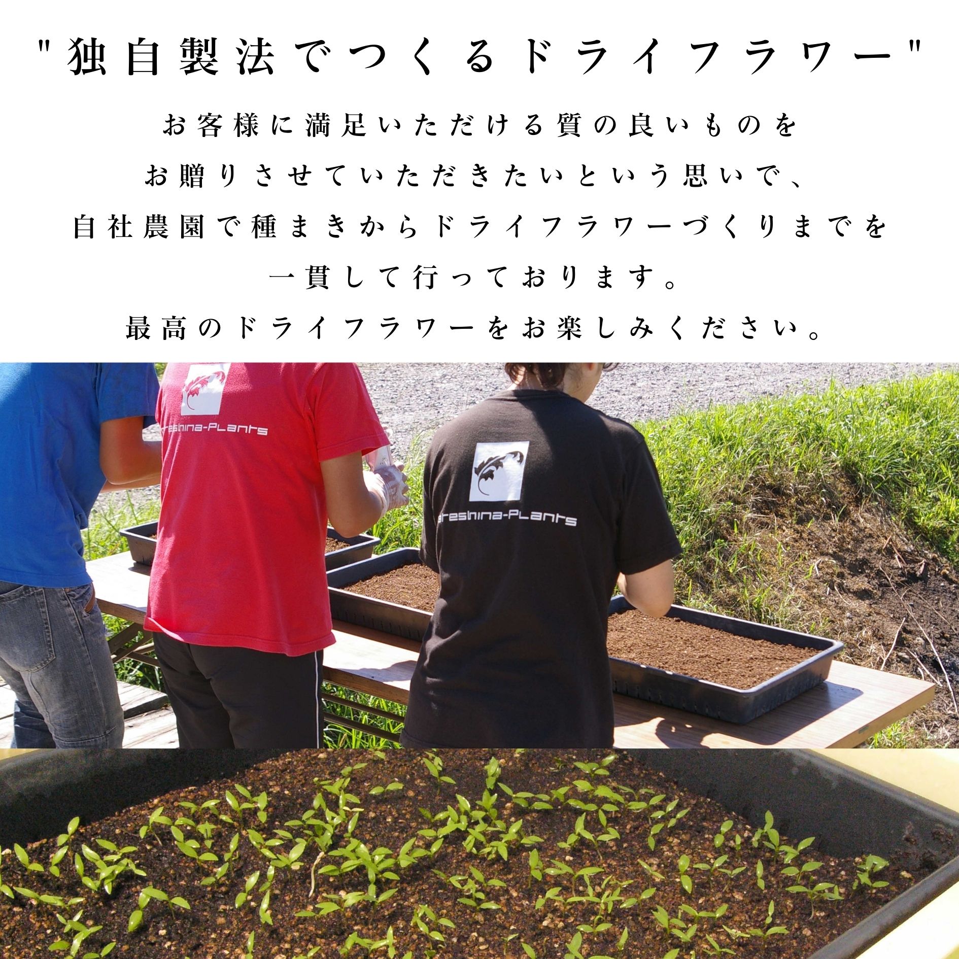 【産地直送】ナチュラルスワッグM イエロー