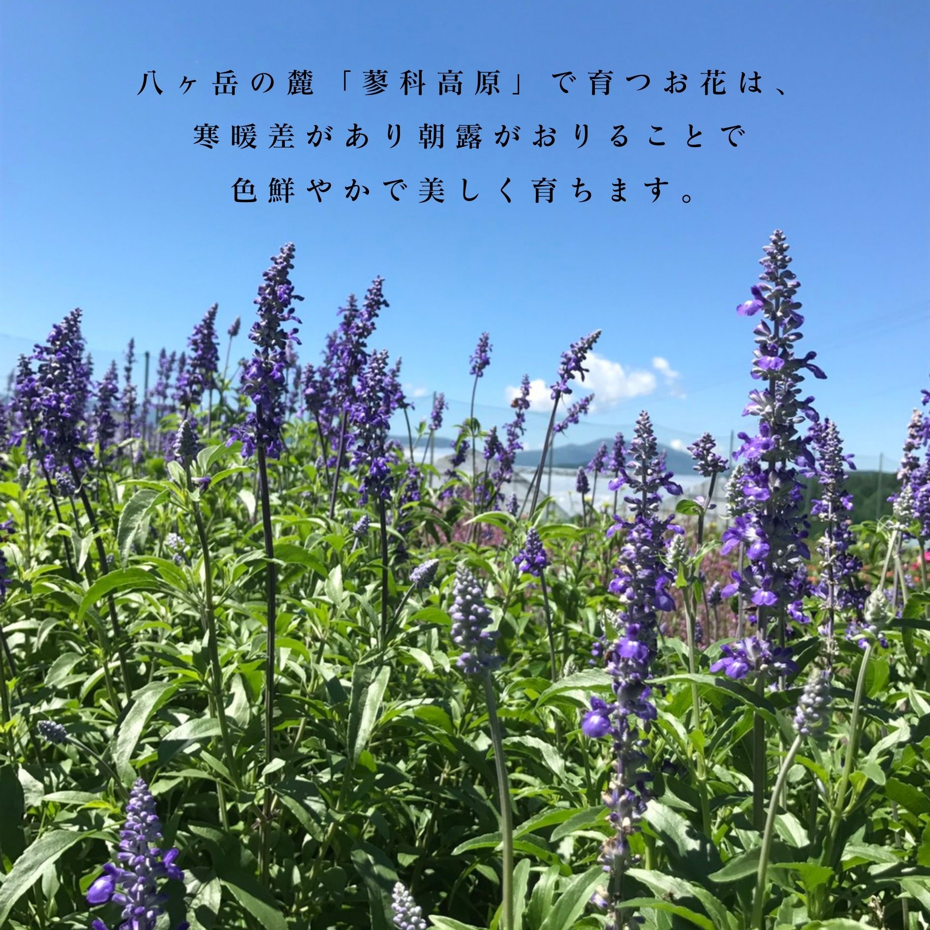 【産地直送】ナチュラルスワッグM イエロー