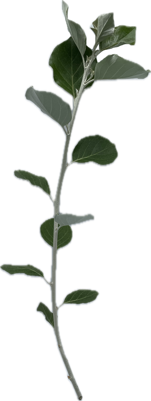 銀葉マルグミ　60cm