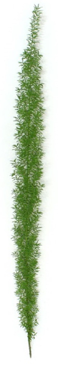 アスパラ　メリー　50cm