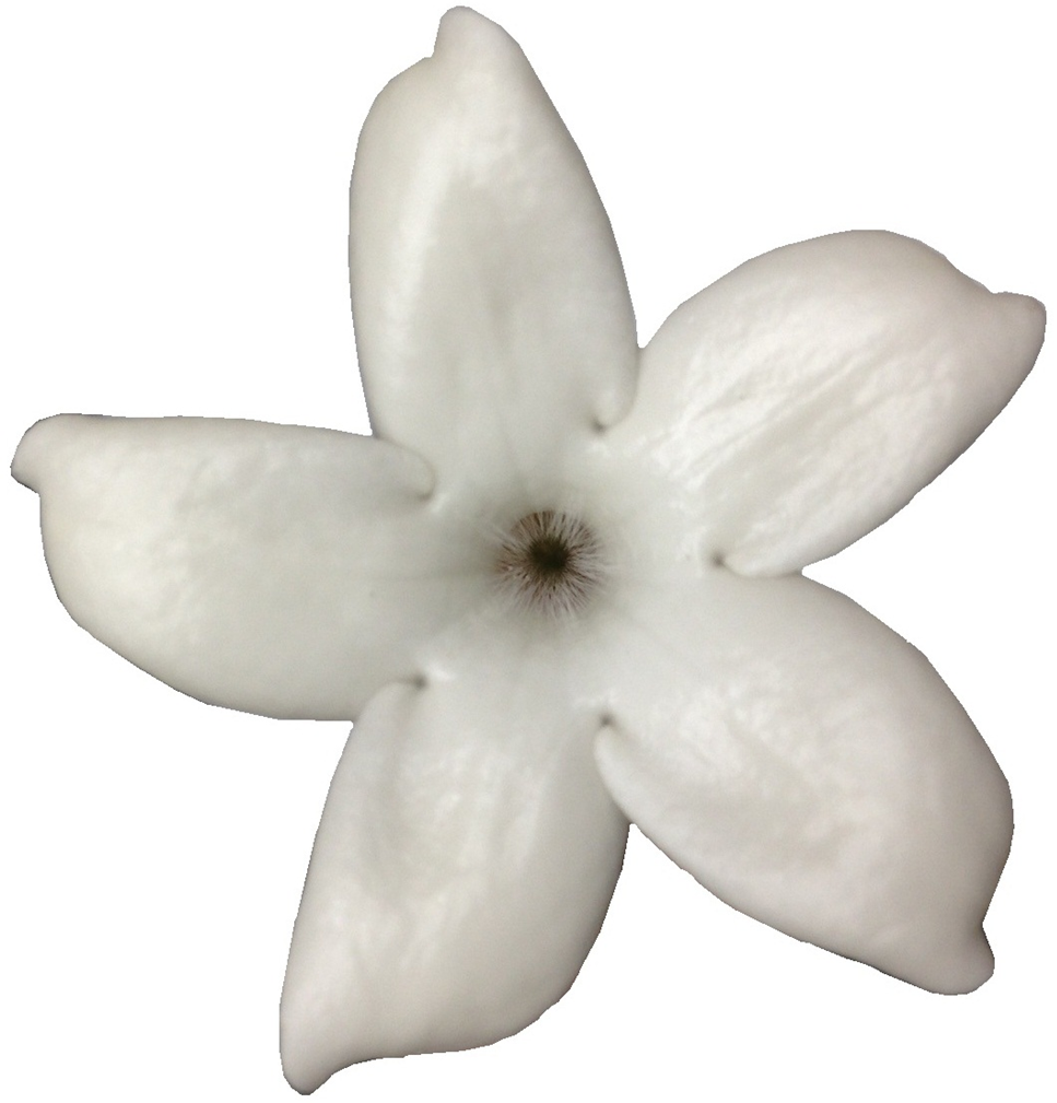 ジャスミン(ツマミ)5月下旬～9月(クール便対応)