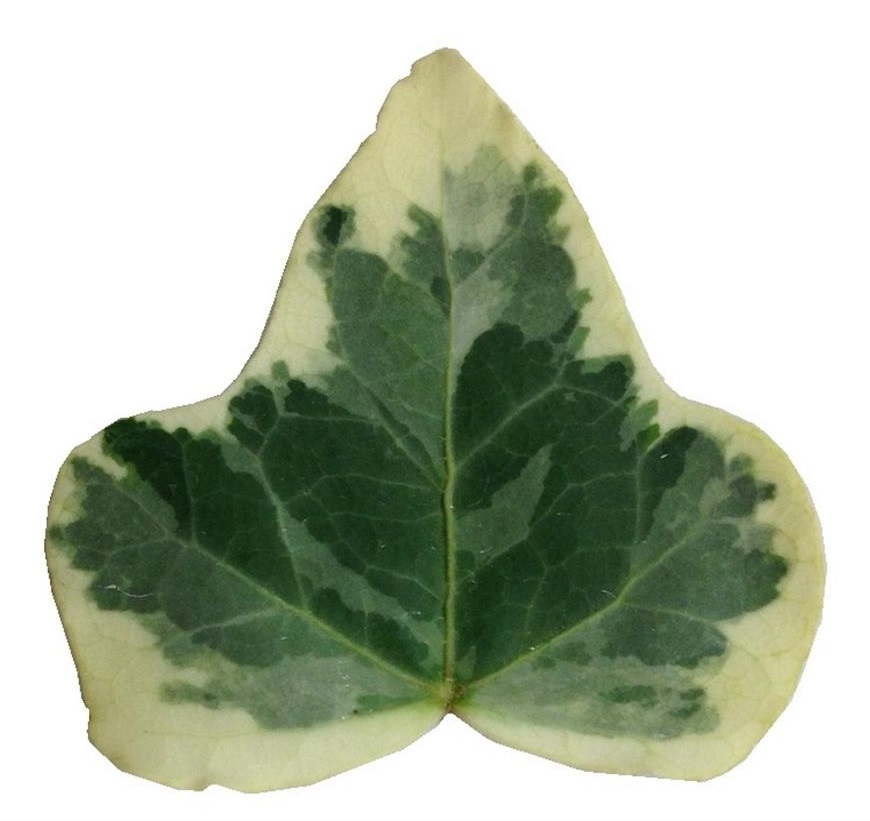 アイビー　ホワイトワンダー60cm